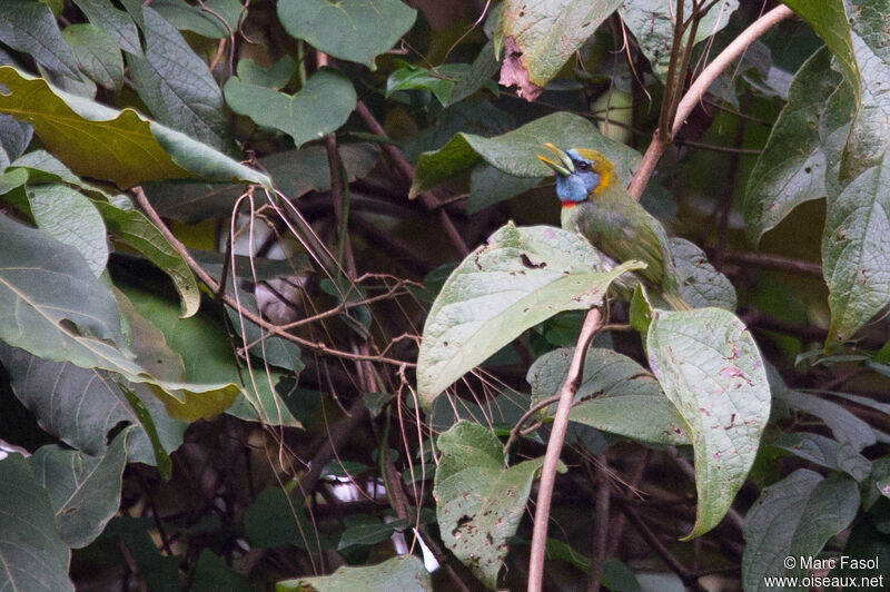 Cabézon élégant femelle adulte, identification