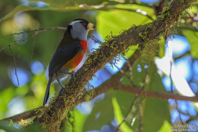 Cabézon toucanadulte