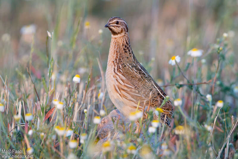 Common Quailadult breeding, identification