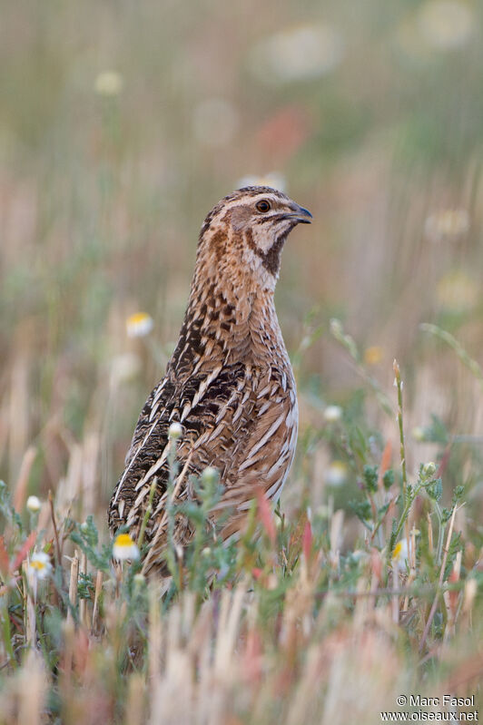 Caille des blés mâle, identification, chant