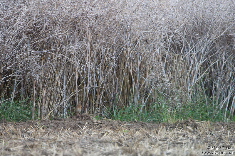 Caille des blésadulte, habitat