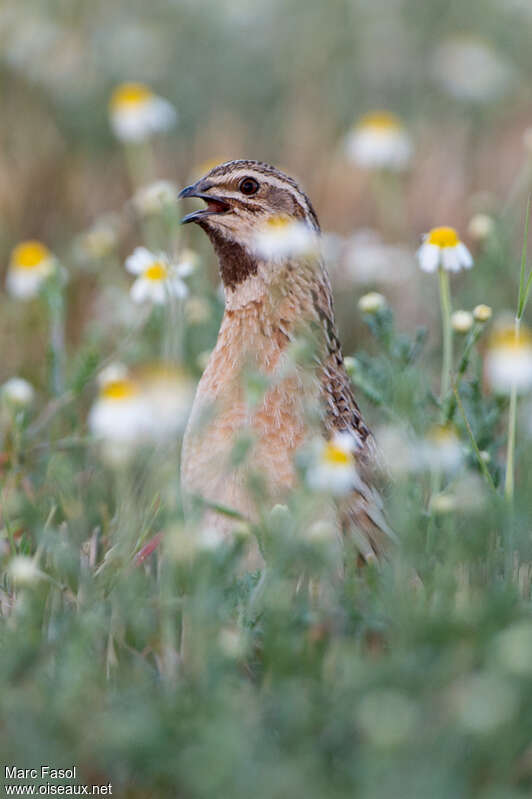 Common Quail male adult breeding, song