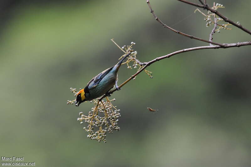 Saffron-crowned Tanageradult, identification, feeding habits, eats