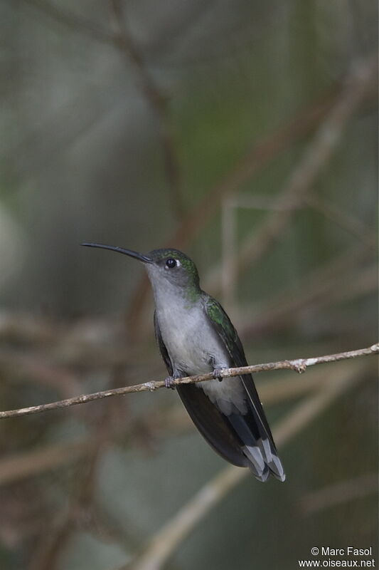 Grey-breasted Sabrewingadult, identification