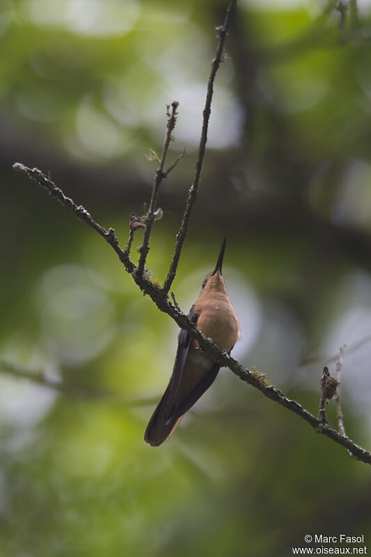 Campyloptère rouxadulte nuptial, identification