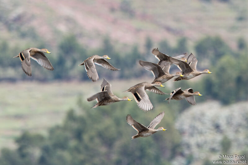 Yellow-billed Pintail, Flight