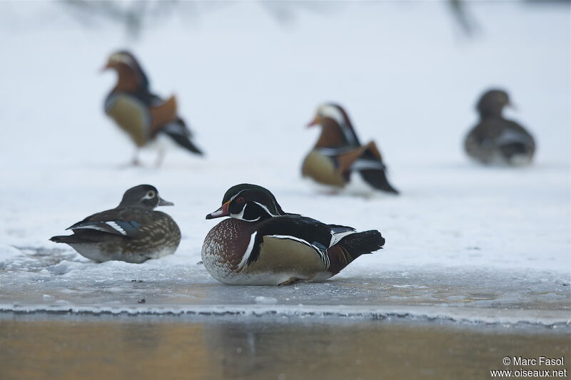 Canard carolin adulte nuptial, identification