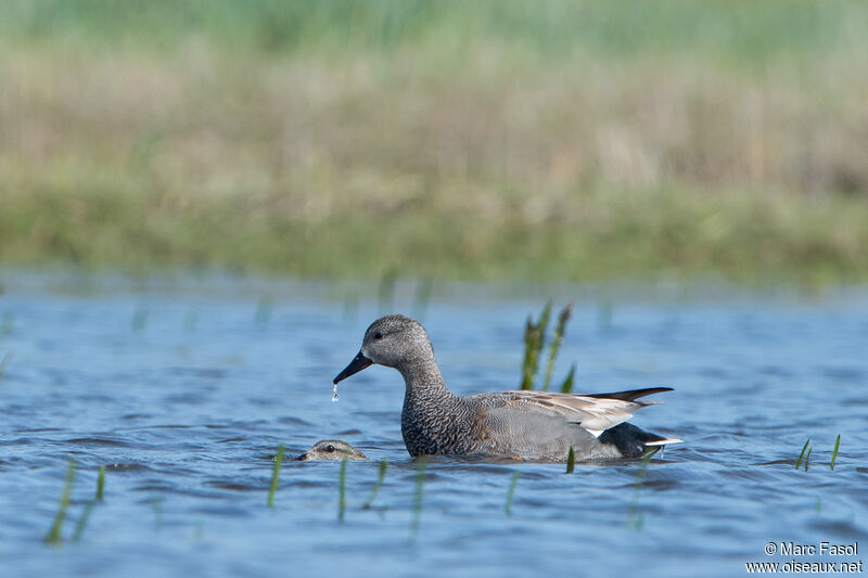 Canard chipeauadulte nuptial, accouplement.