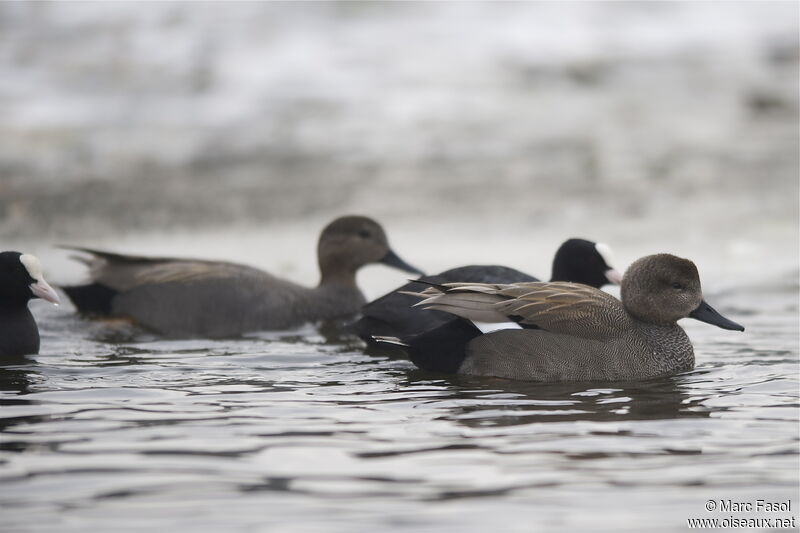 Canard chipeau mâle, identification