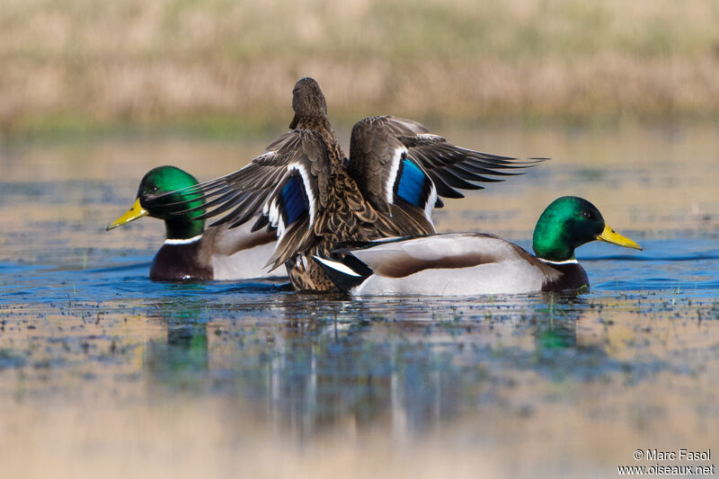 Canard colvert