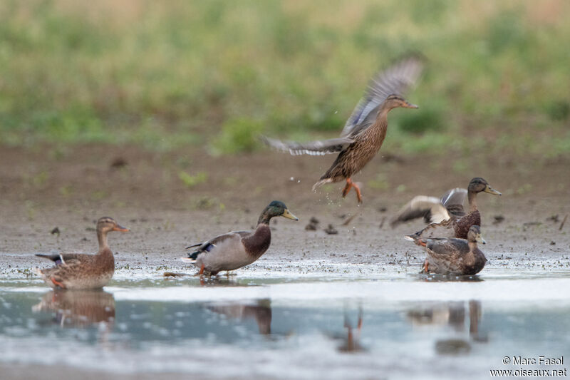 Canard colvert, mue