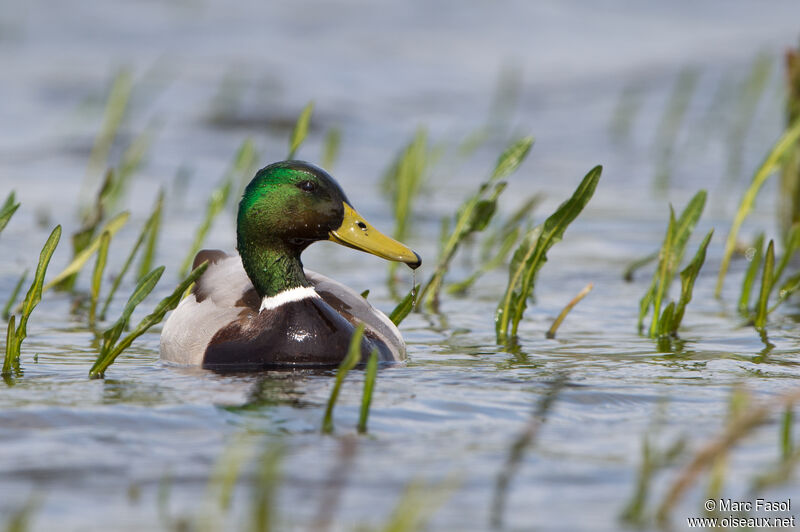 Mallard male adult breeding, identification