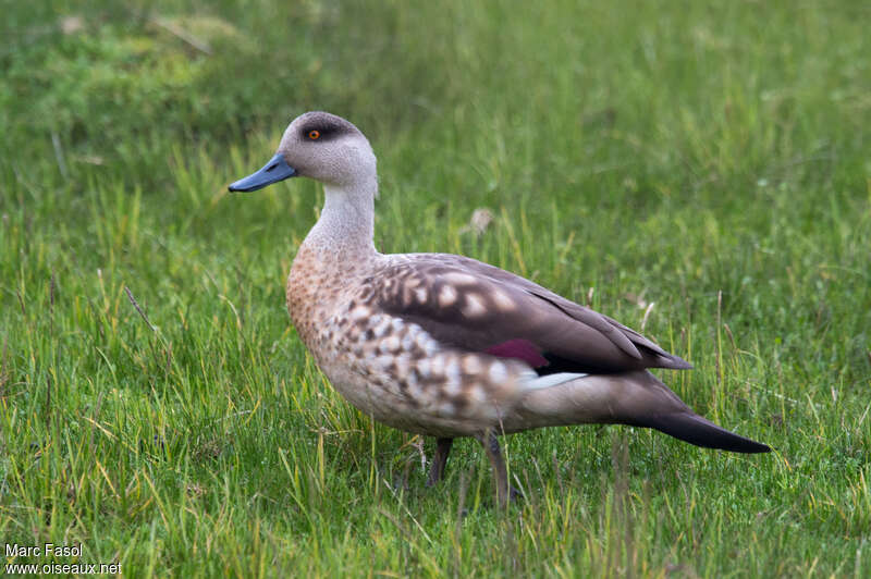 Canard huppéadulte, identification