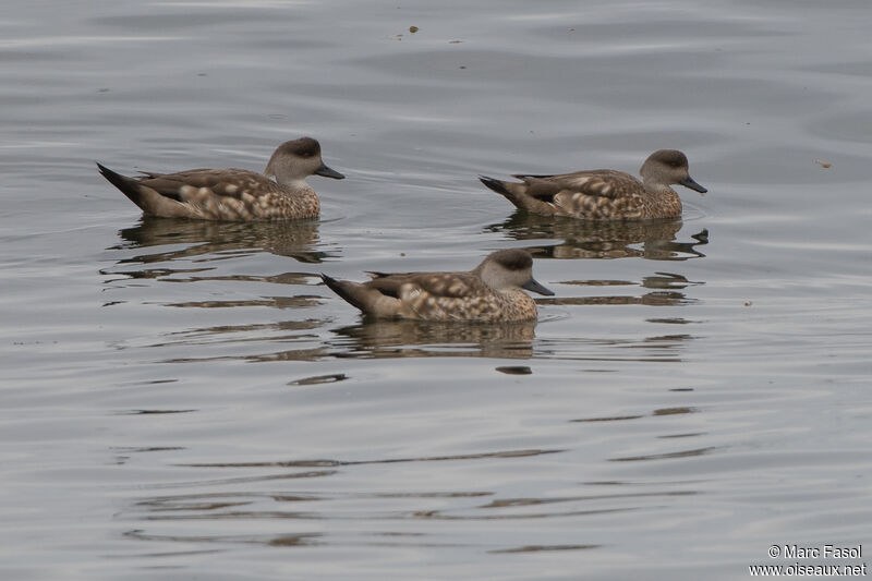 Canard huppé