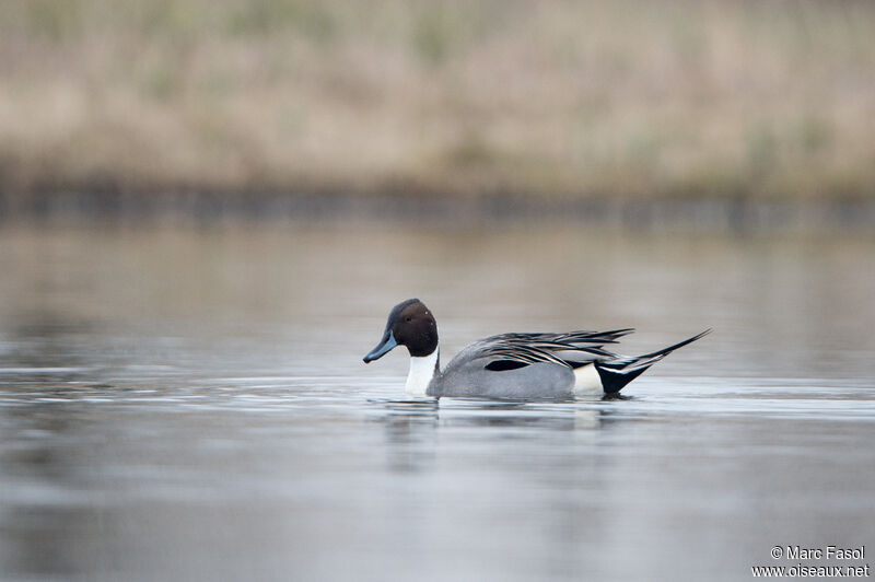 Canard pilet mâle adulte, nage