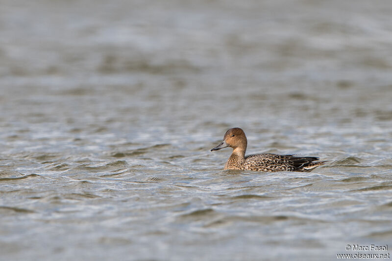 Northern Pintail female adult, identification