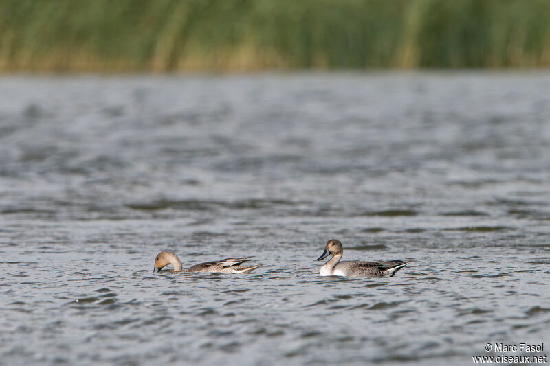 Northern Pintailadult post breeding, moulting, swimming