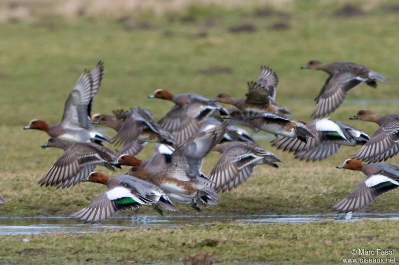 Eurasian Wigeon