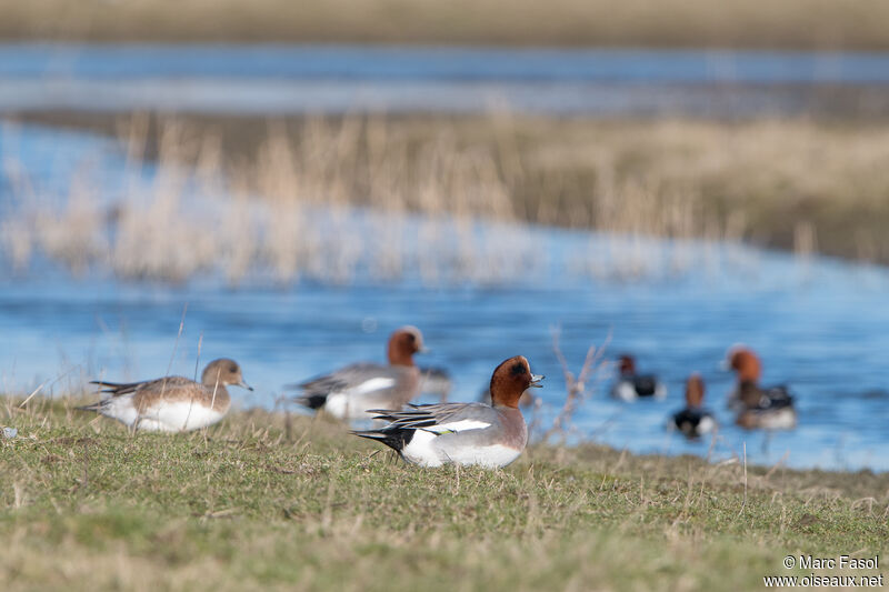 Canard siffleur