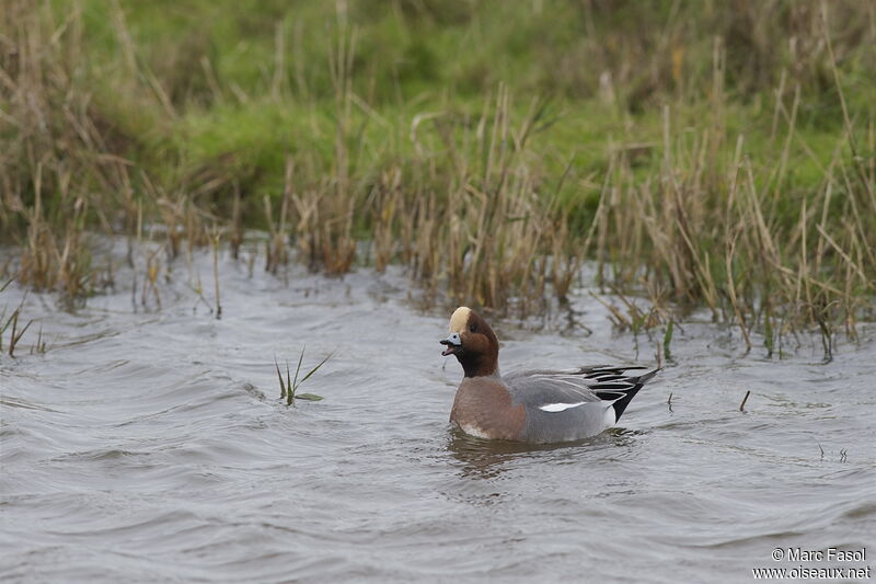 Eurasian Wigeon male adult breeding, identification, Behaviour