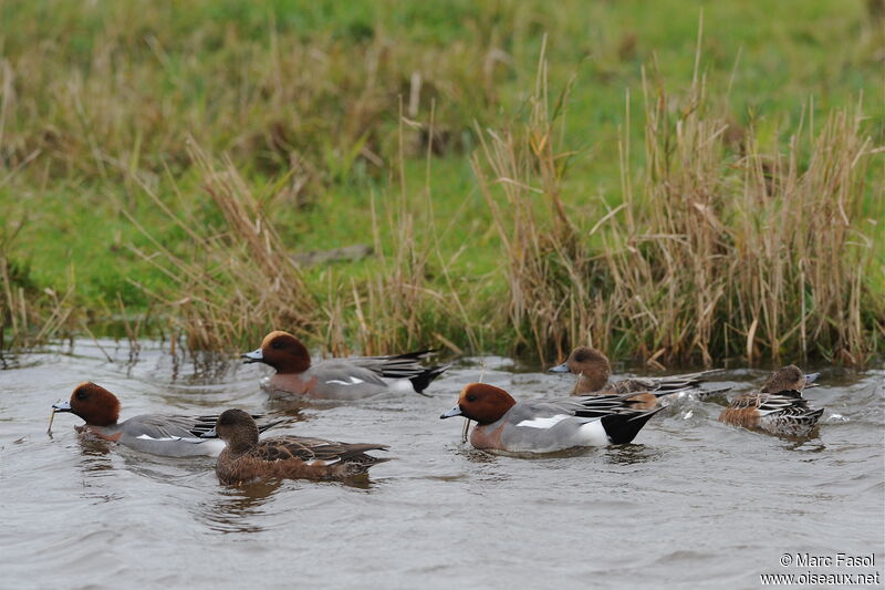 Eurasian Wigeonadult, identification, Behaviour