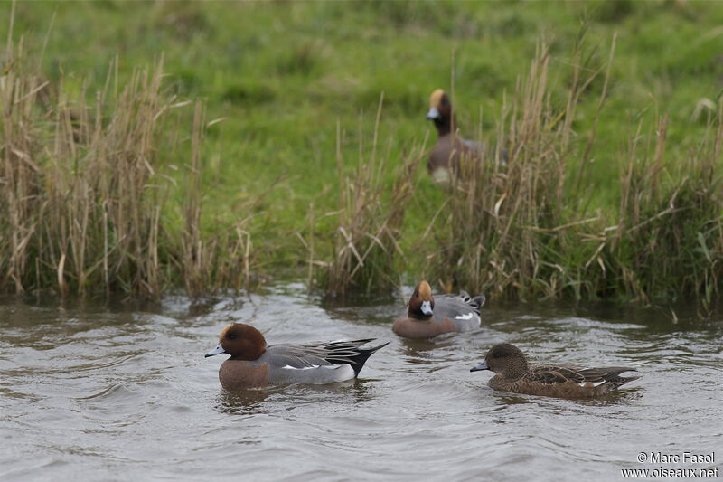 Eurasian Wigeonadult breeding, identification