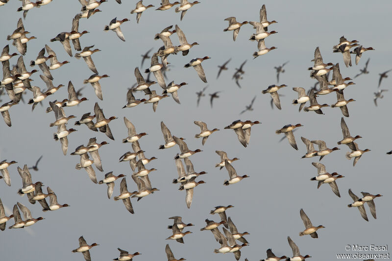 Eurasian Wigeon, Flight