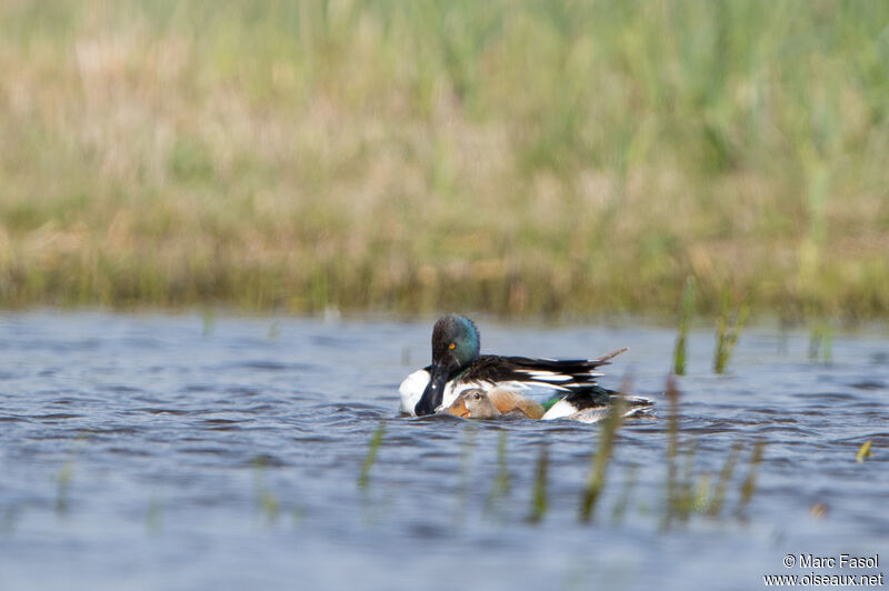 Canard souchetadulte nuptial, accouplement.