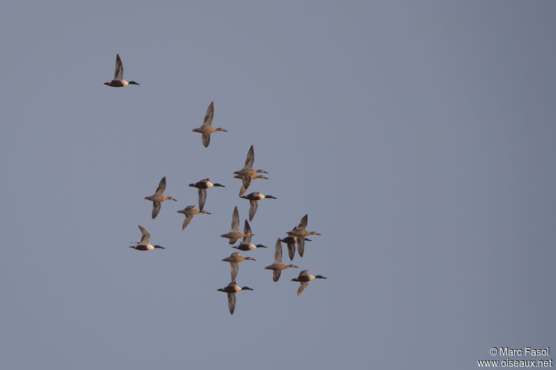 Canard souchet, Vol