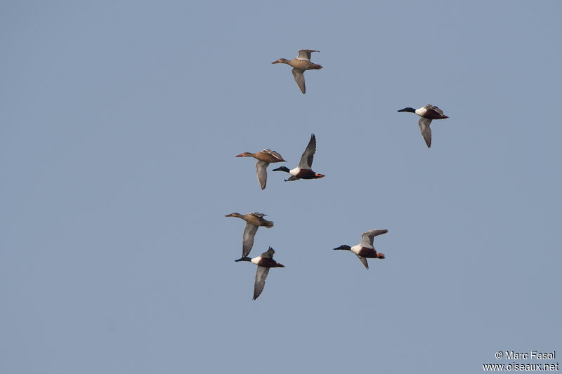 Northern Shoveler, Flight