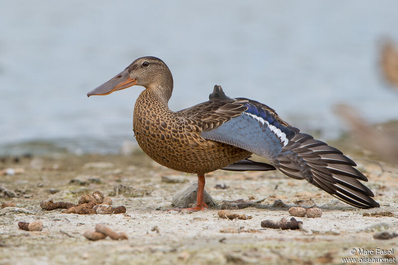 Canard souchetadulte, identification