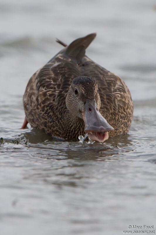 Canard souchetadulte, identification, régime, pêche/chasse, mange