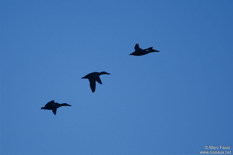 Northern Shoveler, Flight