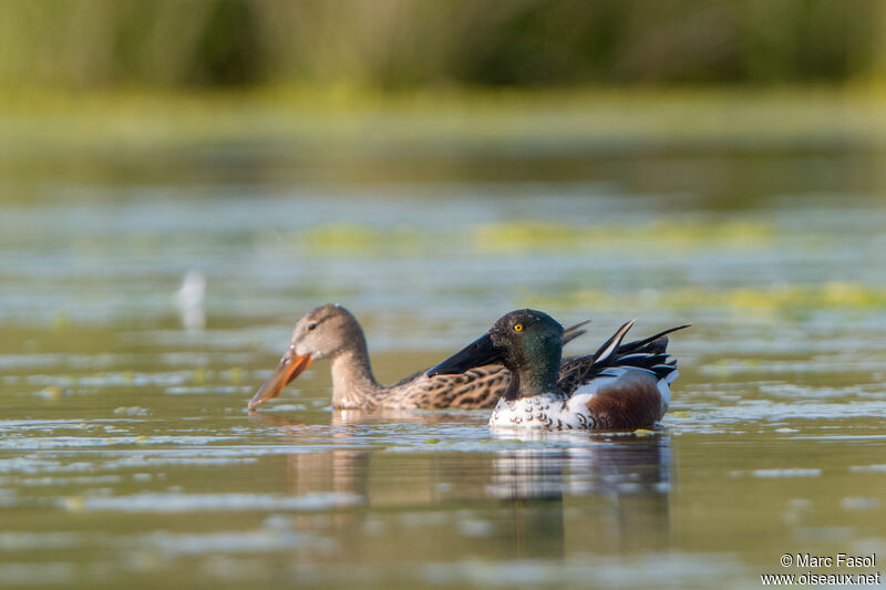 Northern Shoveleradult transition