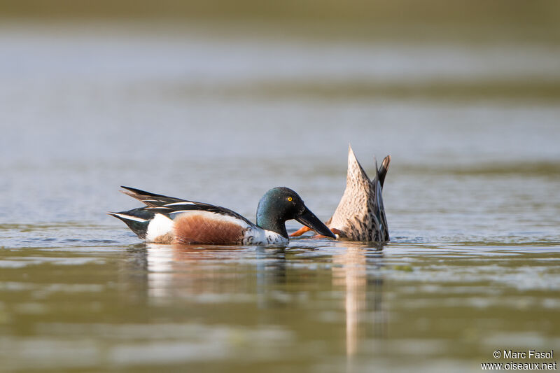 Northern Shoveleradult transition, feeding habits, fishing/hunting