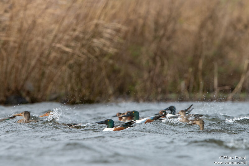 Northern Shoveler, swimming