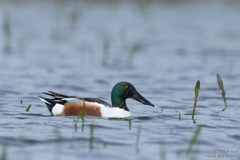 Northern Shoveler male adult breeding, swimming