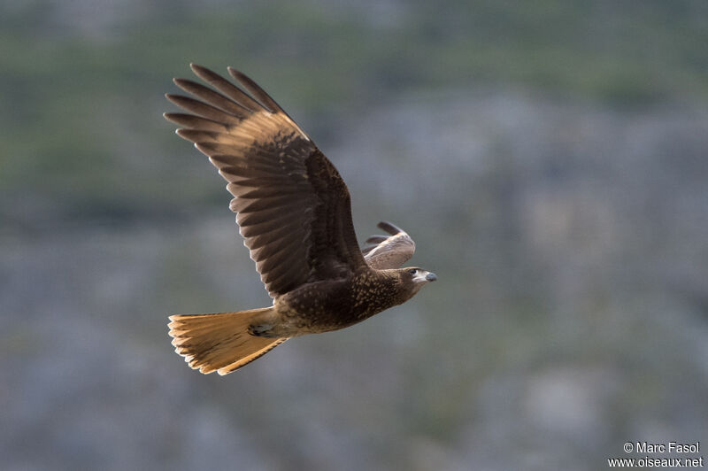 Chimango Caracaraadult, Flight