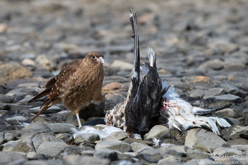 Caracara chimango, identification, régime, mange