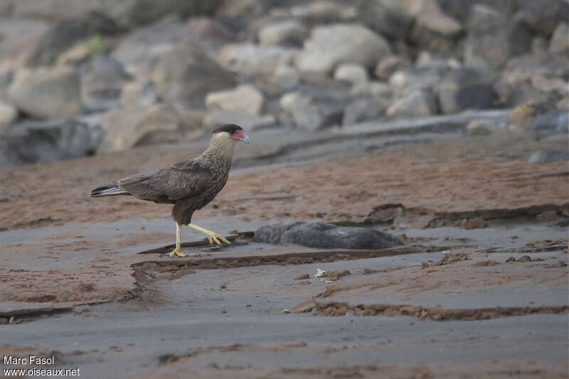 Caracara huppéadulte, identification