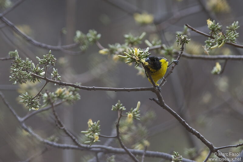 Black-backed Grosbeakimmature, feeding habits, eats