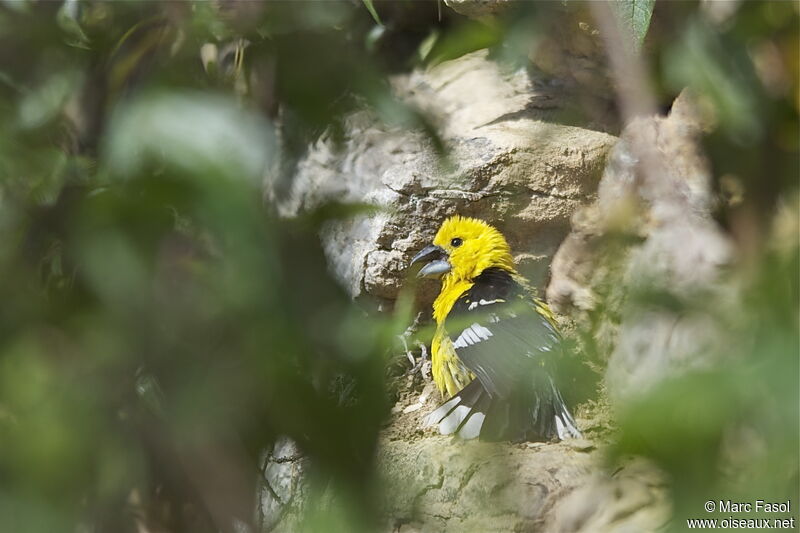 Golden Grosbeak male, identification, Behaviour