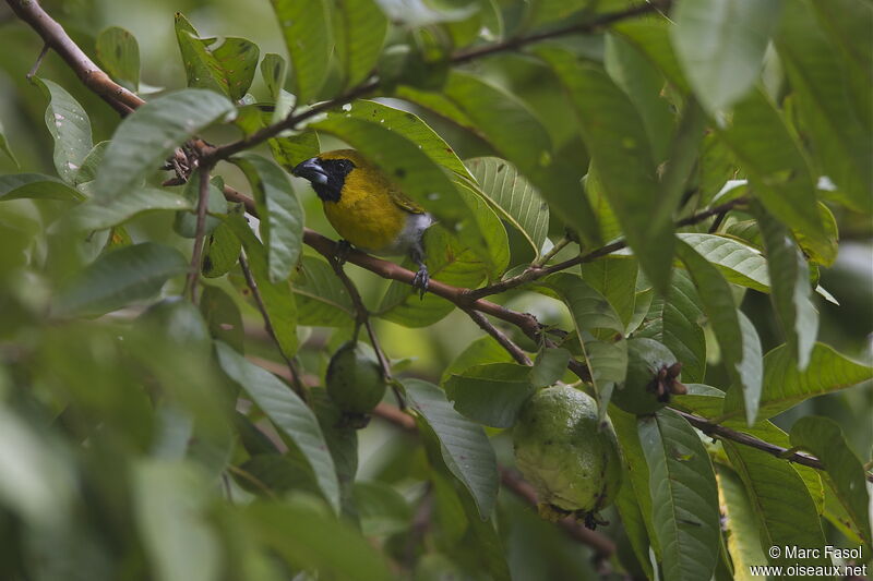 Black-faced Grosbeakadult, identification, feeding habits, Behaviour