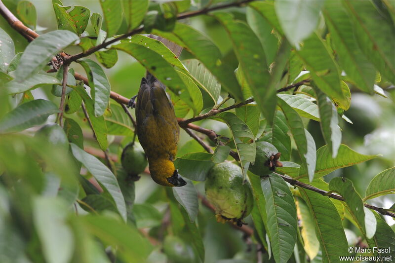 Black-faced Grosbeakadult, identification, feeding habits, Behaviour