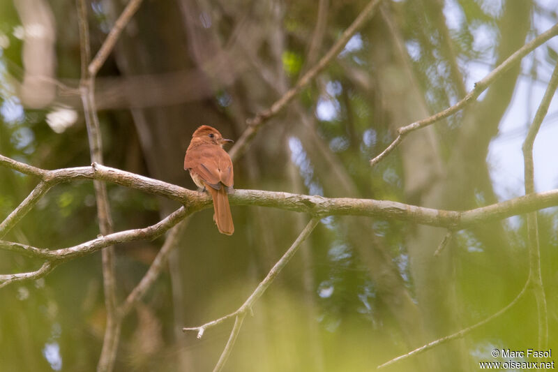 Rufous Casiornisadult, identification