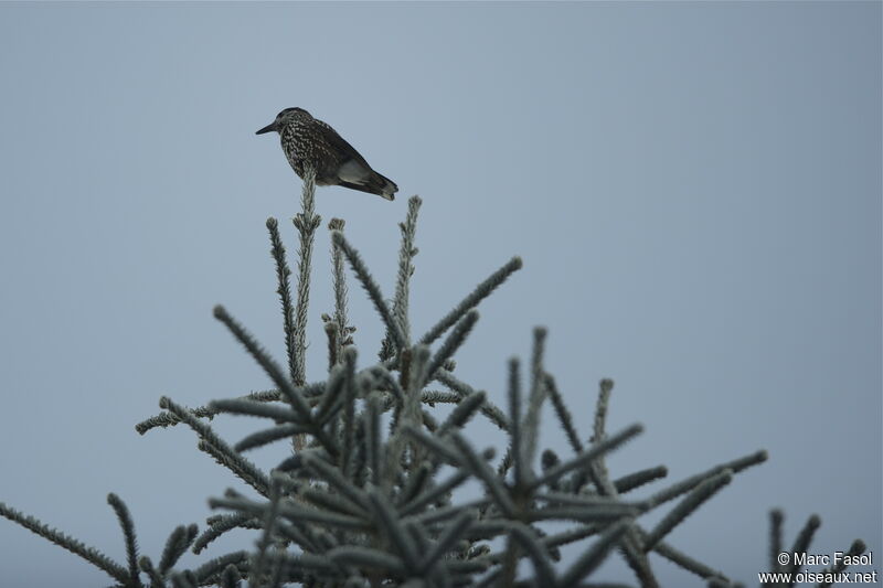 Spotted Nutcracker