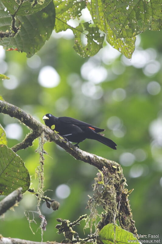 Scarlet-rumped Caciqueadult, identification