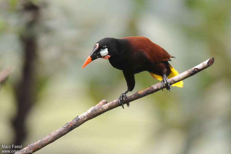 Montezuma Oropendolaadult, identification