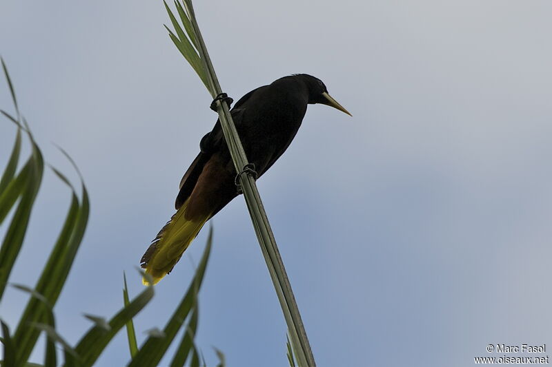 Crested Oropendolaadult, identification