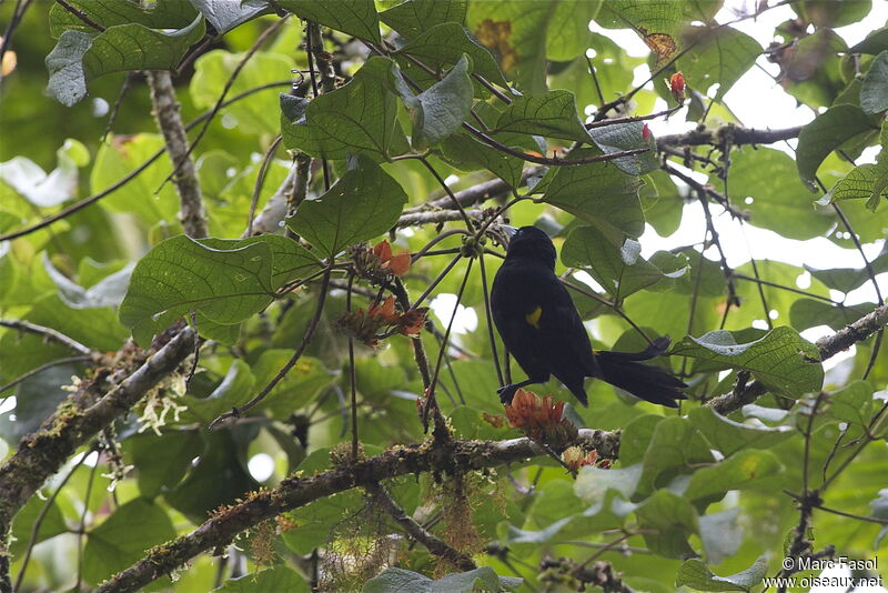 Mountain Caciqueadult, identification, Behaviour